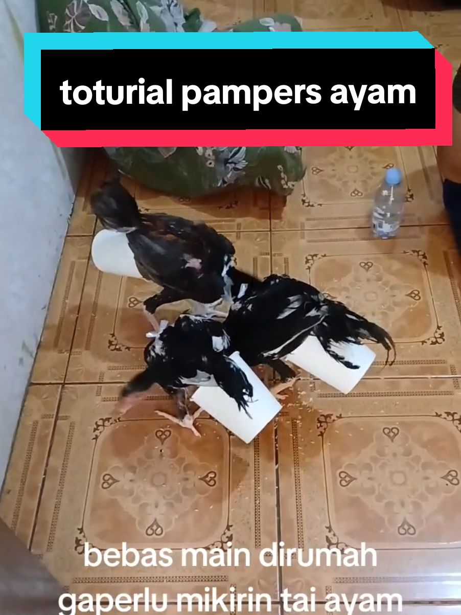 Membalas @dindagfjae toturial pampers ayam👍 #fyp #tiktok #viral #ayam #fyppppppppppppppppppppppp #fypage 