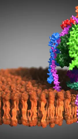 The mitochondrial F0F1 ATPase, commonly referred to as ATP synthase, is an essential enzyme embedded in the inner membrane of mitochondria. It plays a pivotal role in generating adenosine triphosphate (ATP), the primary molecule for cellular energy. This enzyme harnesses the energy derived from the movement of protons across the membrane to drive the synthesis of ATP from adenosine diphosphate (ADP) and inorganic phosphate (Pi). This energy conversion mechanism, known as chemiosmosis, is fundamental to cellular energy metabolism and underpins a wide array of biological processes and functions.  #viral #biotechnology #science #biology #medicine