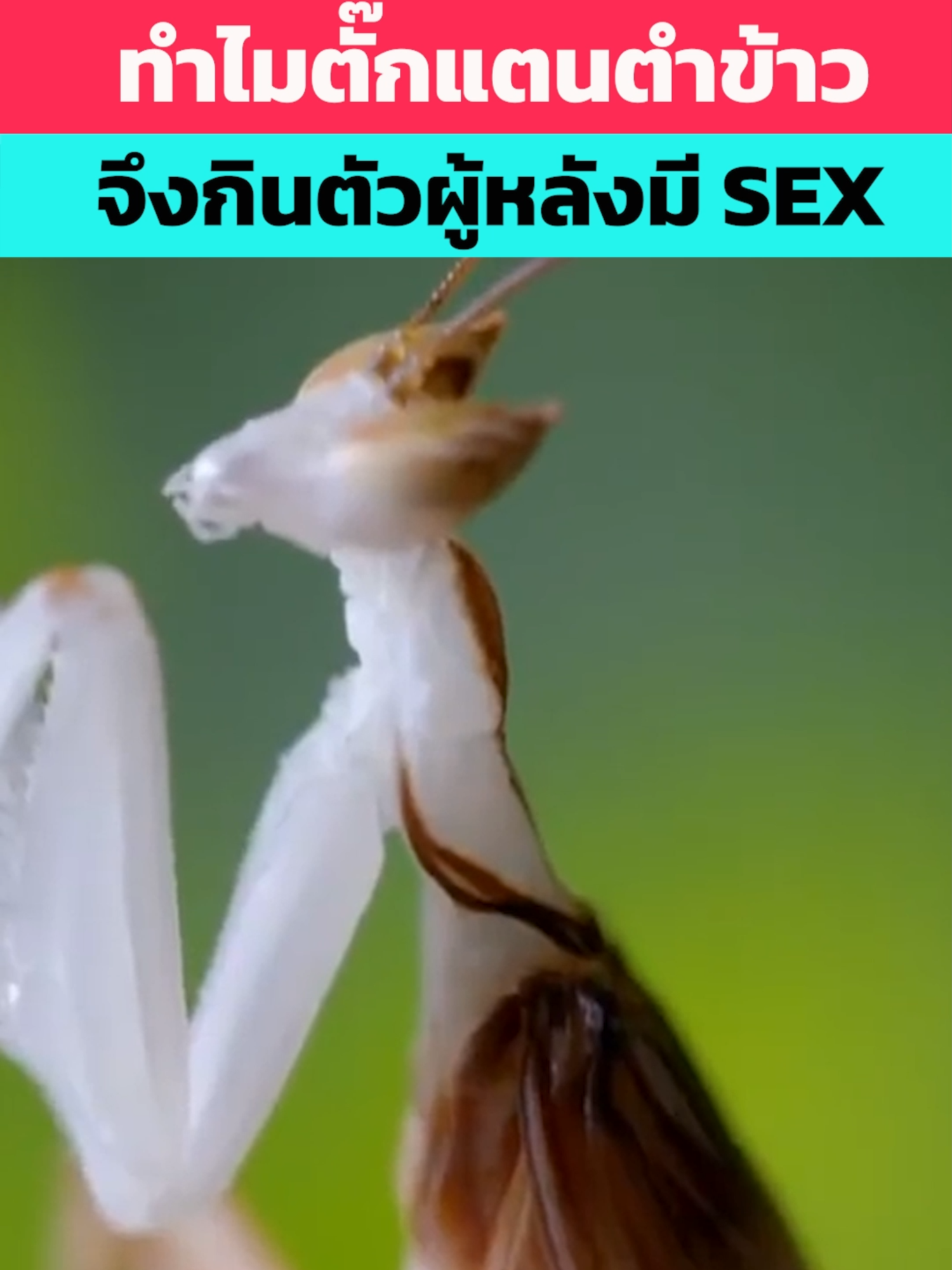 ทำไมตั๊กแตนตำข้าวจึงกินตัวผู้หลังผสมพันธ์ุ #รู้ไว้ใช่ว่า #knowledge #biology #animals