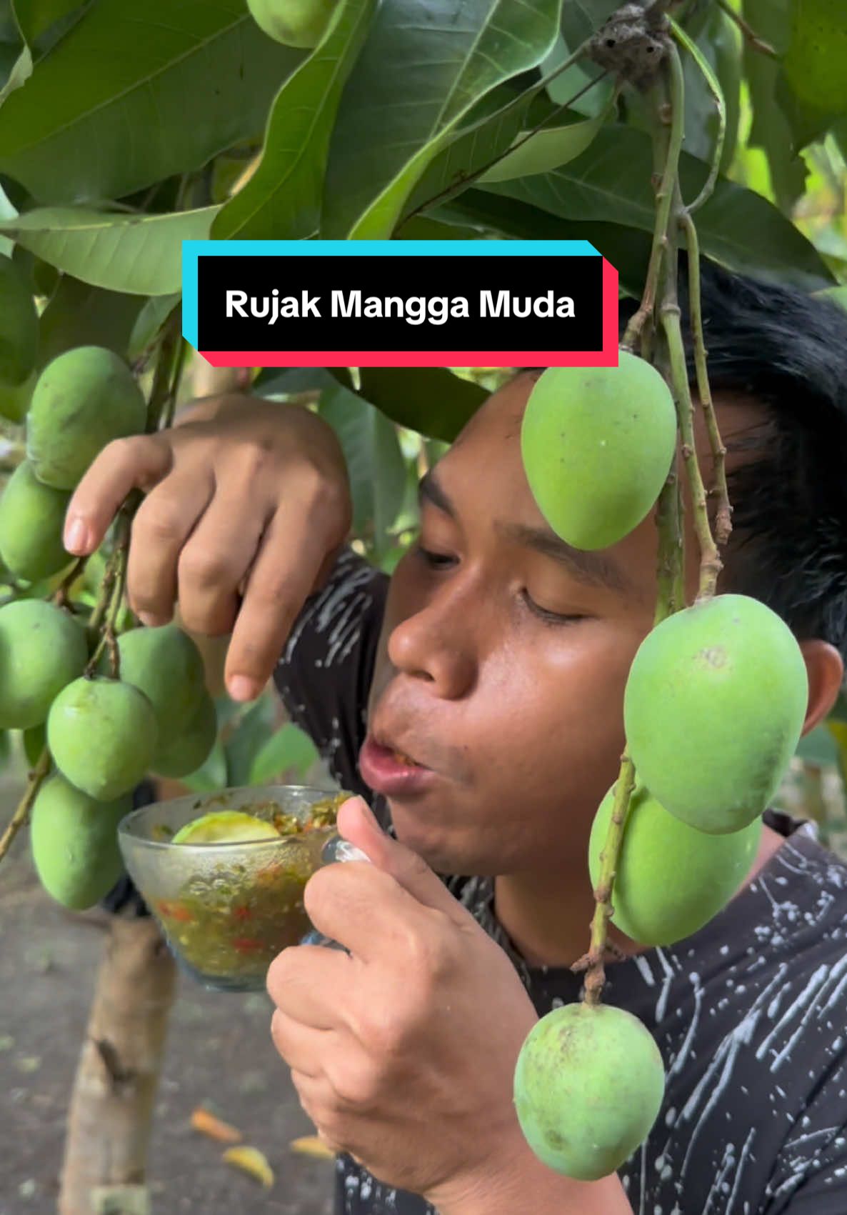 Makan Mangga Langsung Dipohon , Join Live Sekarang