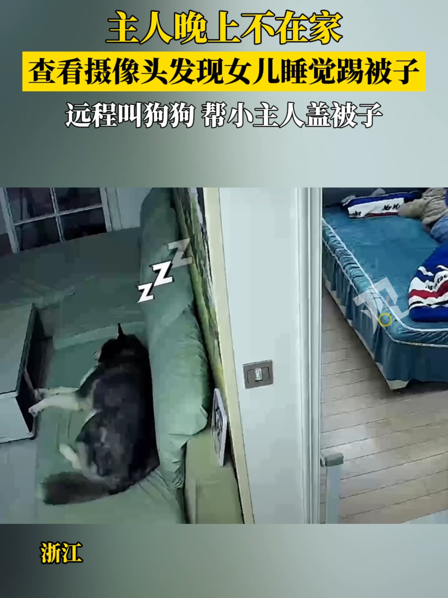 貼心小助手！主人晚上不在家，遠程叫狗狗幫女兒蓋被子！#dog #pet #healing #cctv #tfypシ