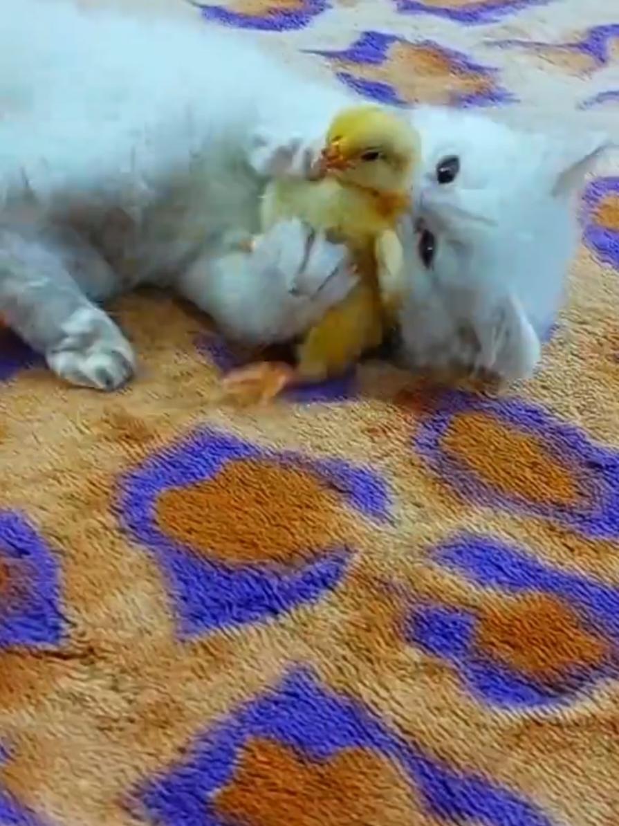 funny kitten wtih chick #Cat_and_chick_very_funny #kitten_chick_very_funny #funny_kitten_wtih_chicks #kittensoftiktok #funnyvideo #Funny_animals #kitten  #funny_kitten #cat_funny_video #chicks_funny_video  #Funny_chicks #chick #sound_of_chicks_cute #sound_chicks_funny #funny_chicks_video  #chick_with_kitten_very_fynny #baby_chicken_funny #funny_animals_video  #قطة_مضحكة #قطة_ترند  #مضحك_القطه_مع_كتكوت @Funny animals @Funny animals 