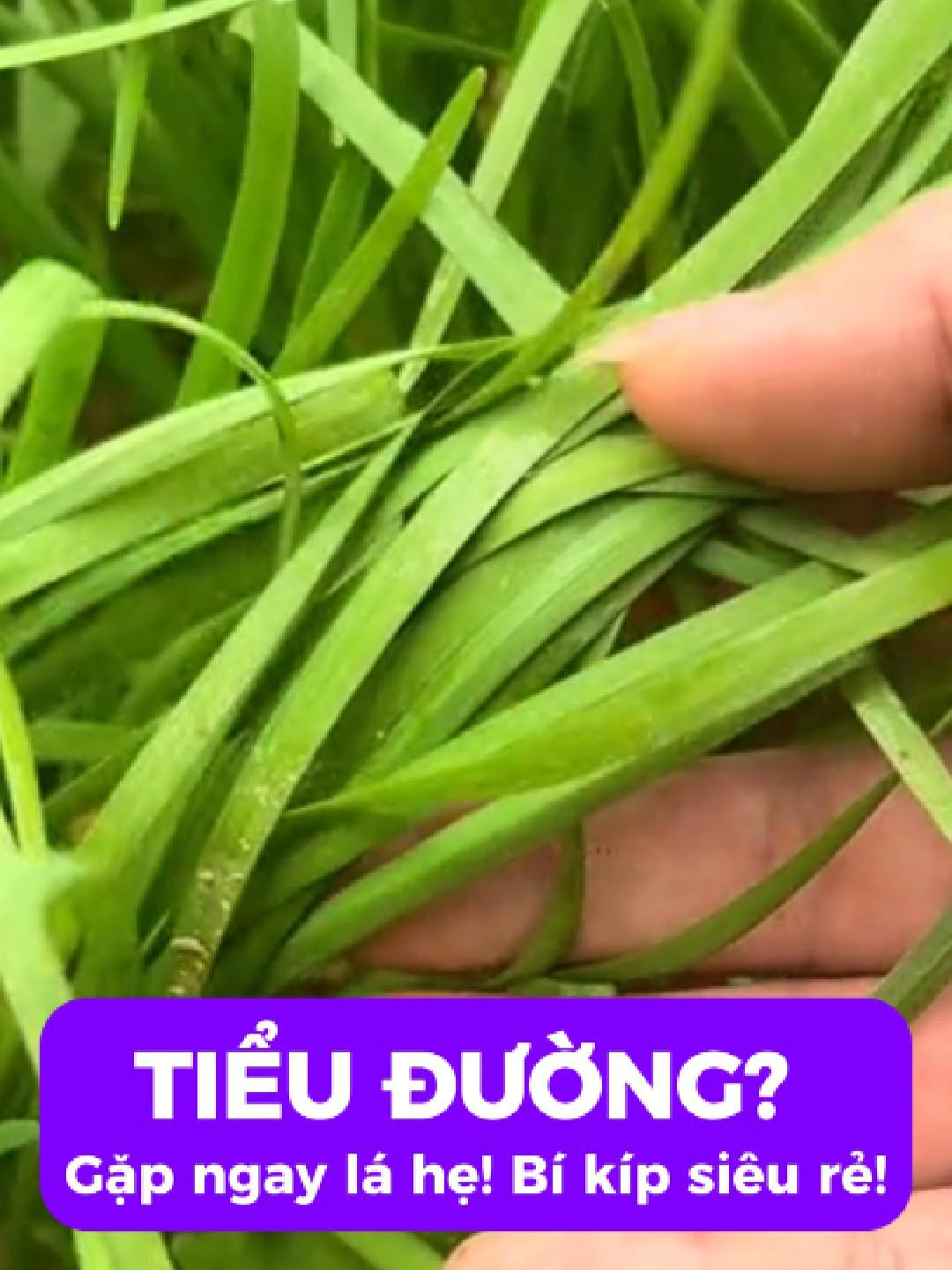 Tiểu đường gặp ngay lá hẹ: Bí kíp siêu rẻ! #tieuduong #lahe #sieure #baithuocdangian #thaoduocquyvietnam #xuhuong #LearnOnTikTok