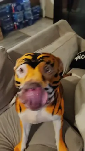 dogs are really funny 🤣🤣🤣#funnyvideo #dogsoftiktok 