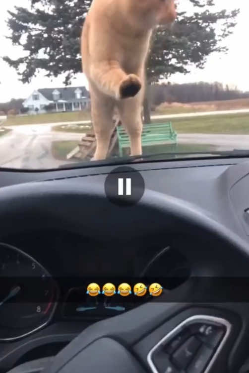 Cat scared by honking horn🐈#foryou #cat#funnycat #funny#happycat 
