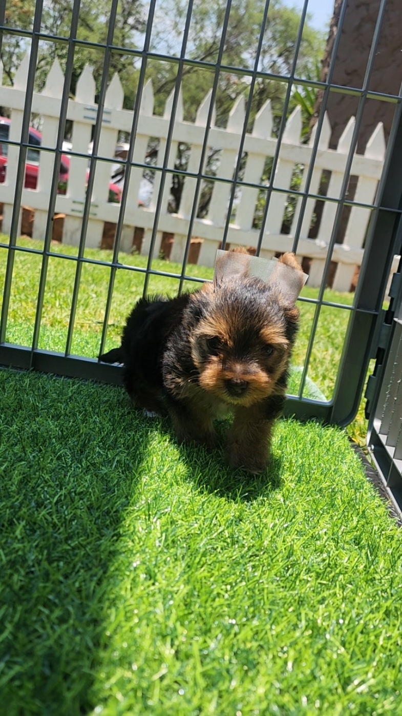 Gorgeous little yorkie Loves #SAMA28 #yorkiesoftiktok #cutepuppy #teacupdogs #teacupdogs #yorkiesgauteng #yorkiessouthafrica 