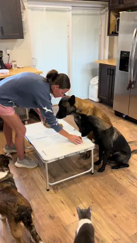 Dogs Help Make Dog Safe Brownies #dogmom #doglover #dogtreats #smartdog 