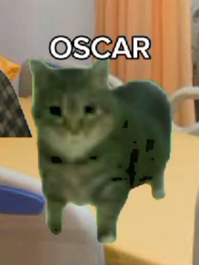 OSCAR: Santailah Abang, Gue Cuma Nemenin Lo 😹 #meme #kucing #uiiaiuuiiiai #asupanmemebergizi #memelucu #fypシ゚viral🖤tiktok 