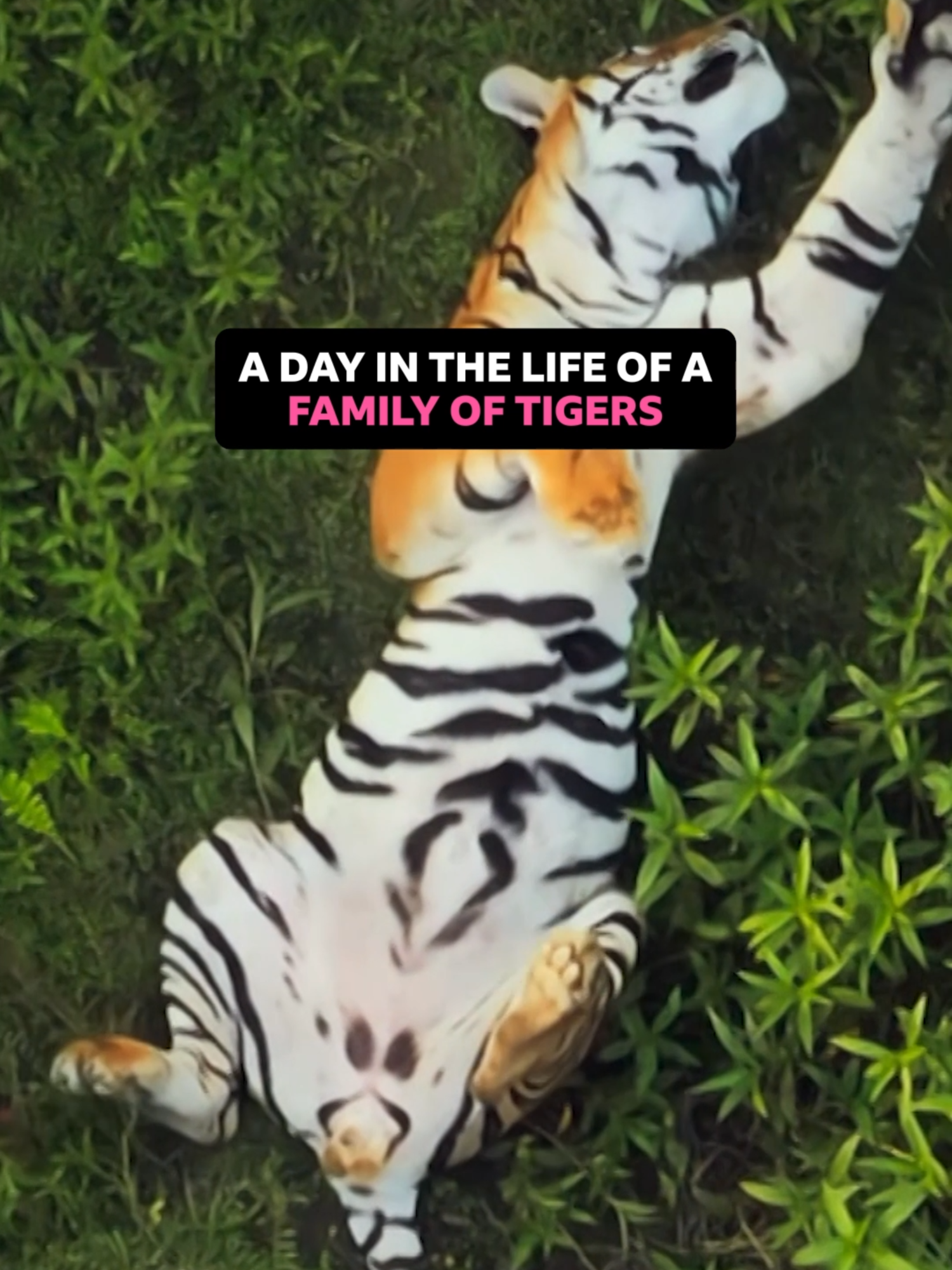 These are the only family vloggers I'm watching 🐯   #DavidAttenborough #Tigers #BengalTigers #Nature #NaturalWorld #Asia #BBCAsia    Bengal tiger cubs play together, and take a bath in the river, while mum hunts the nearby spotted Chital deer to feed her family.