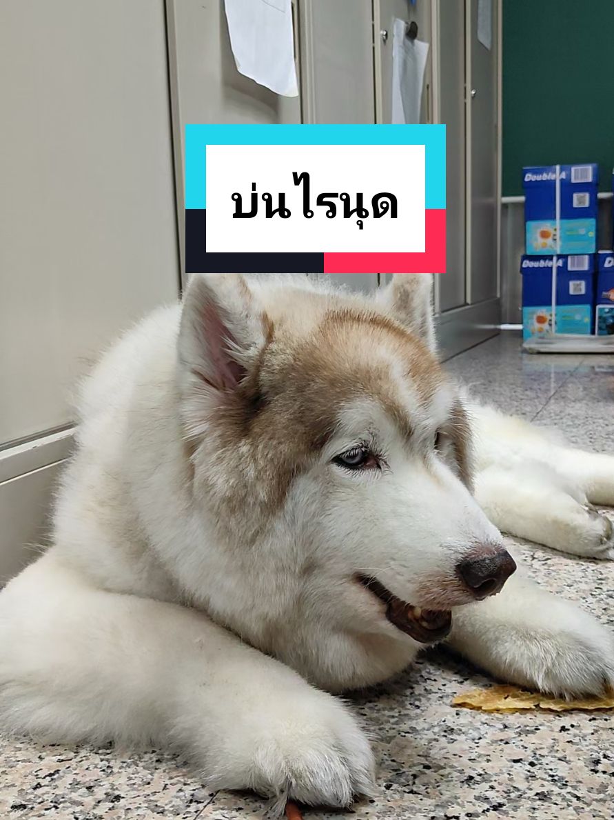 ไมโล #เทรดวันนี้ #ไมโล #หมาไซบีเรียนเป็นหมาตลก #หมาtiktok🐶❤️❤️❤️ #หมาใจดี #หมาน่ารัก #สุนัขติ๊กต๊อก #หมาไซบีเรียนฮัสกี้ #หมาใหญ่หัวใจอ่อนโยน #หมาตลกสุนัขตลกๆฮาๆ555 