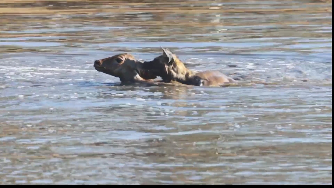 Ever wondered how wild dogs hunt in the wild? 🌊🐾 Watch these powerful predators dive into deep waters, eager to secure their next meal! Witness nature’s raw survival skills in action. 🐕💨 #WildlifeAdventure #WildDogs #DeepWaterHunt #PredatorVsPrey #NatureAtItsBest #WildlifeWatch #HuntingInTheWild #AnimalKingdom #SurvivalSkills #WildlifeConservation #NatureLovers #WildlifeExploration #predator #animalsoftiktok 