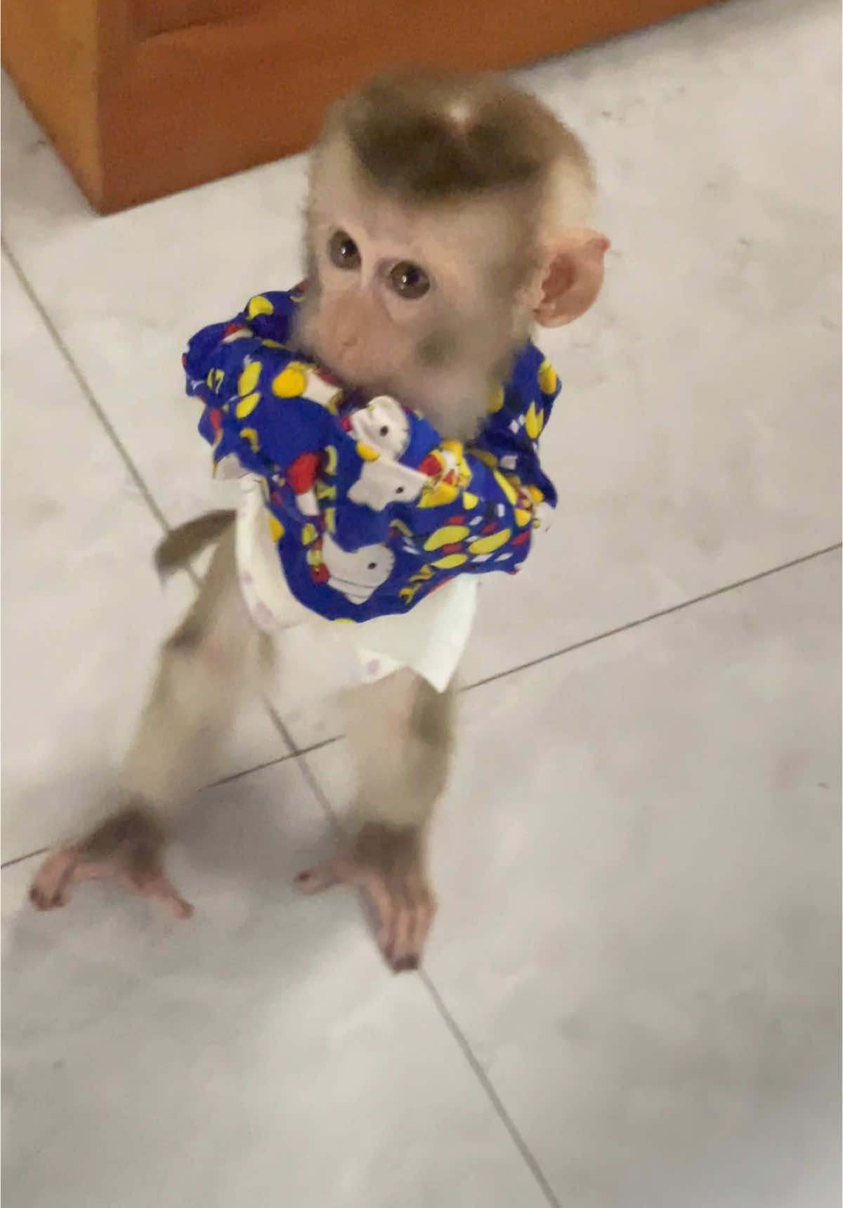 #animalsoftiktok #monkey #animals 