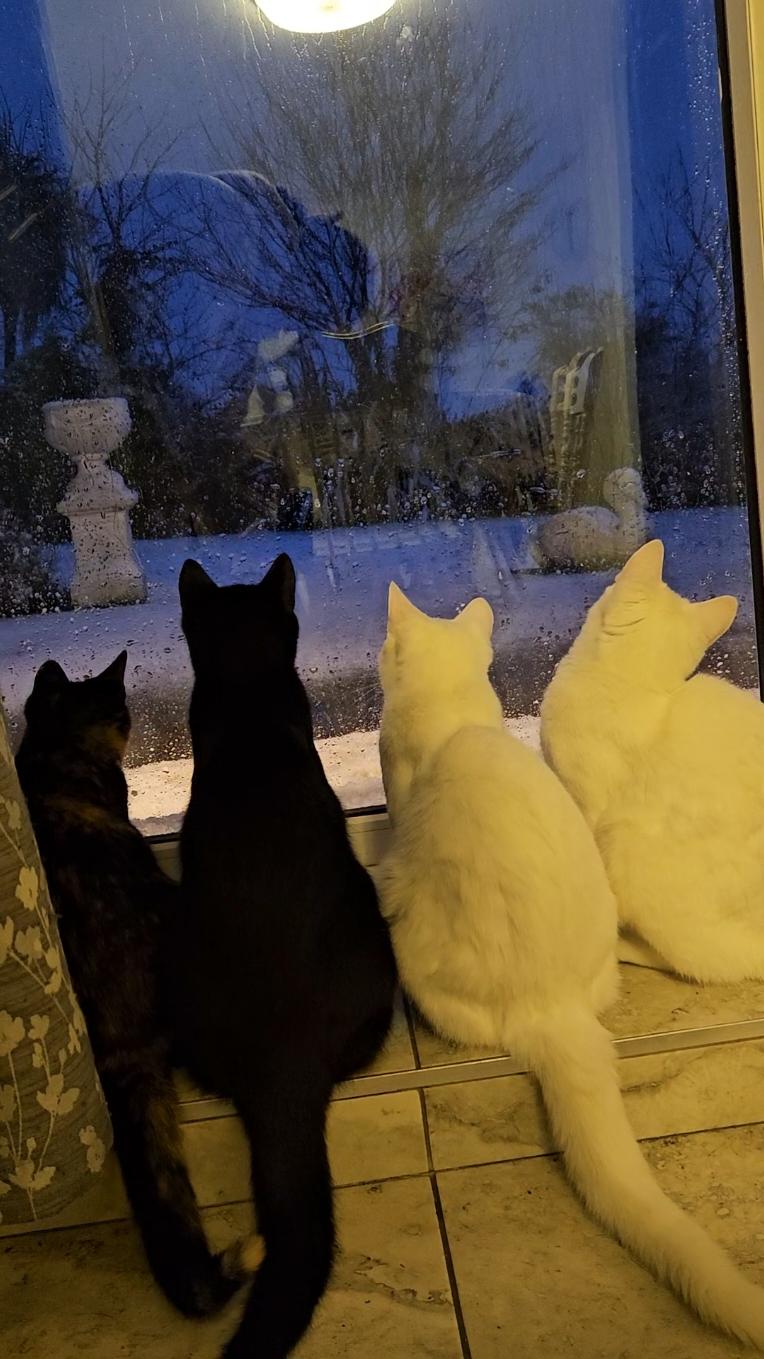 Kitties first time seeing snow 😍 