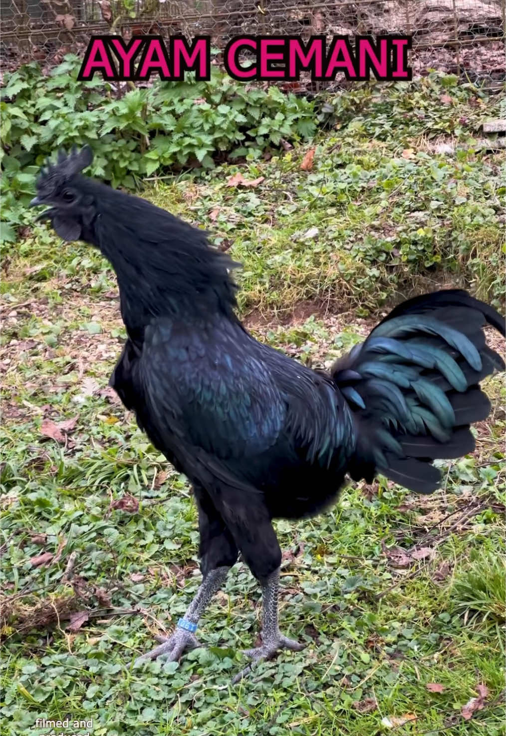 Ayam Cemani 🔥🐓 Diesen tollen Cemani-Hahn des originalen Typus (leider wurden in einigen deutschen Zuchten die genetisch völlig unpassenden Australoprs eingekreuzt) hatte ich letzte Woche bei Karin @Karin Reiter vor der Linse. Es war nicht schwer ihn zum Krähen zu bringen. Wir haben ihm einfach meinen kleinen Serama-Hahn vorgespielt 😂 #cemanichicken #ayamcemani #ayamcemanichicken #farming #hühner #chickens #rooster #farmlife #farmingchickens #keepingchickens #backyardpoultry #farmtok #fancychickens #rarechickens #happyhuhn #bauernhoftiere #hahn #raisingchickens #chickensaspets #petchickens #fancychickens #hühnerimgarten #farmingchickens #chickenfarm