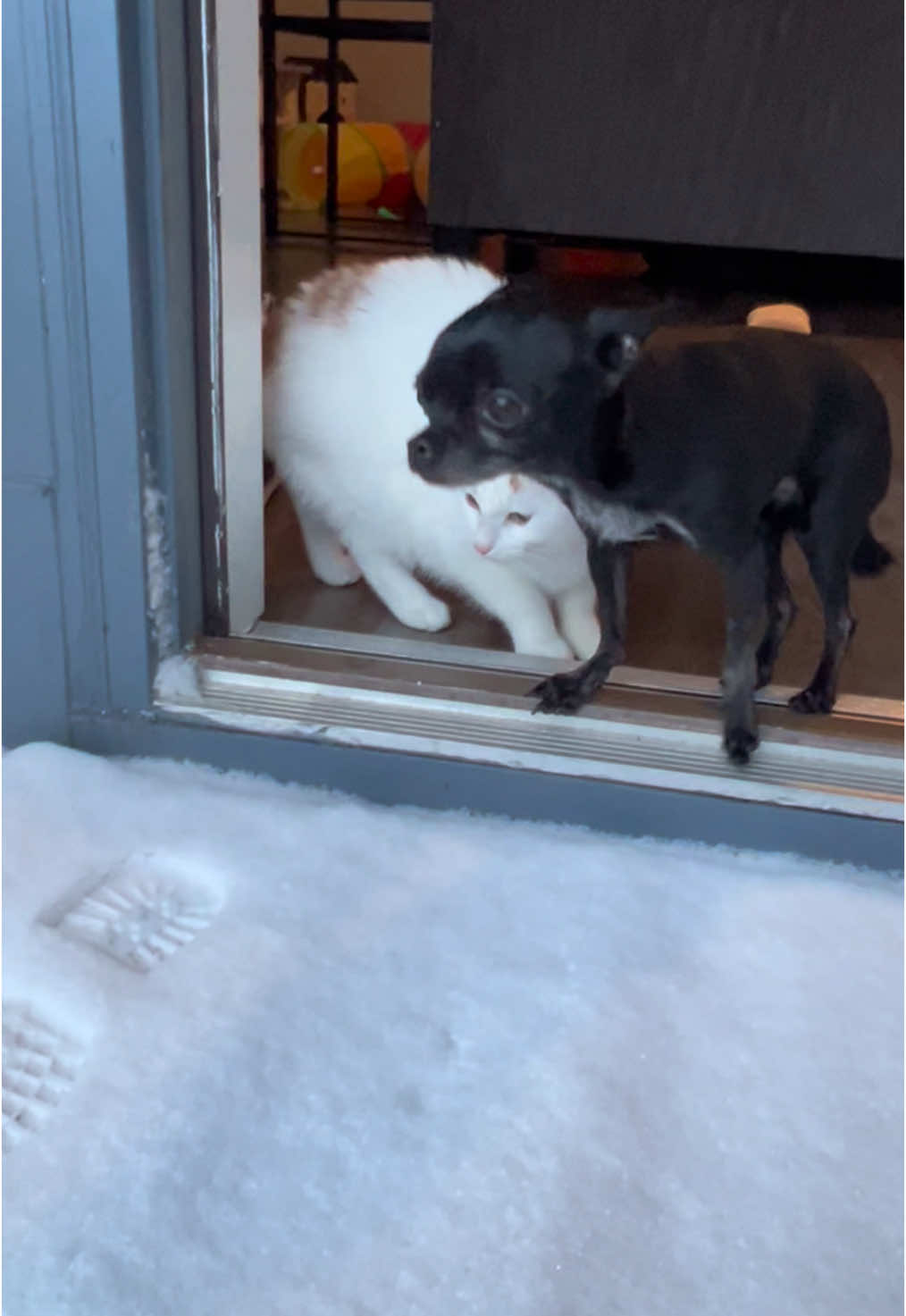 They aren’t fans 🥶 #fyp #dogsoftiktok #chihuahua #chihuahuastiktok #snow #kitten 