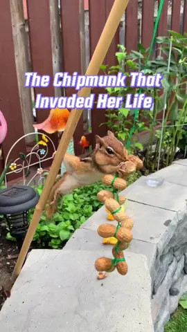 The chipmunk that invaded her life #fyp #chipmunk #animals #cute 