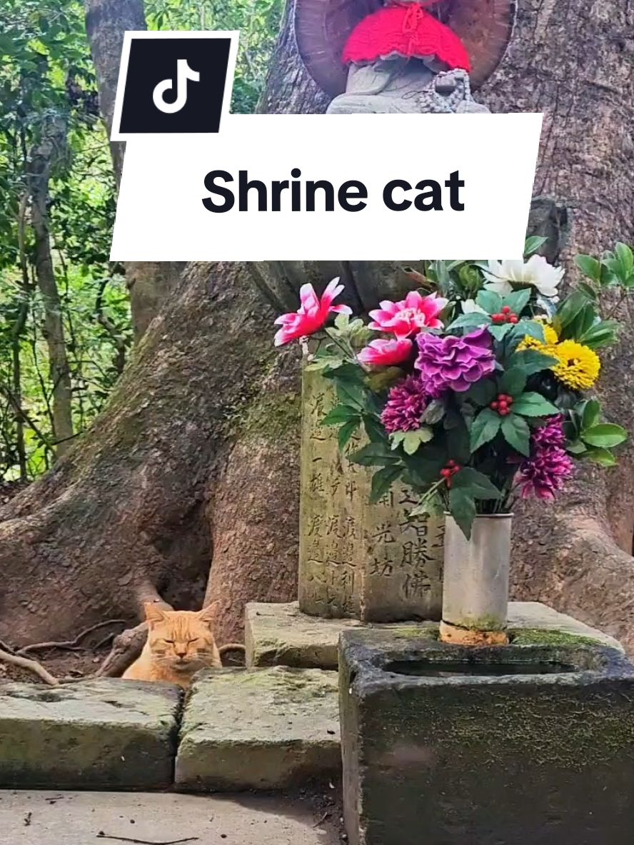 Ultra rare shrine car (he was very chonk) 😼⛩️ #japan #japanlife #travel #cat #fyp 