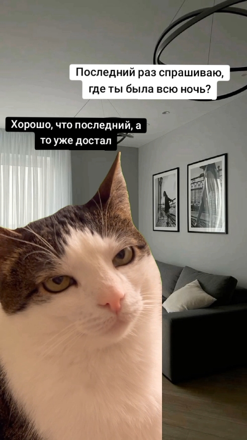 #мем #мемы #CapCut #memestiktok #videoviral #кот #котик #смешнойкот 