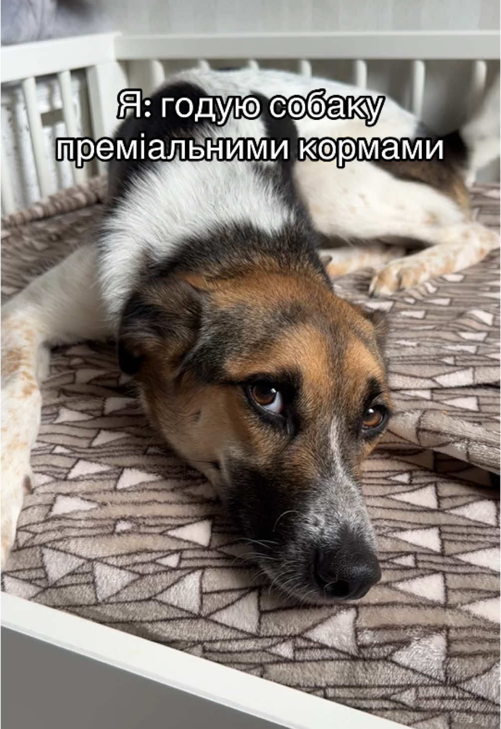 Жиза 💯 