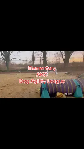 This is our Australian Shepherd competing in the 5th round of the Fall Season of AKC Agility League, in the Elementary Divsion. This is the first season of elementary for AKC and it focuses on dogs new to agility. Check out AKC Agility League. #akc #dogagility #dogagilitytraining @American Kennel Club 