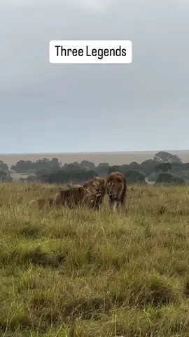 3/3 Salas boys Long patrolling rain or shine they are searching for something or they want revenge and protect their new generation cubs. Nov 21 2024 #masaimara #masaimaranationalpark #nature #animal #lion #wildlife #bigcat 