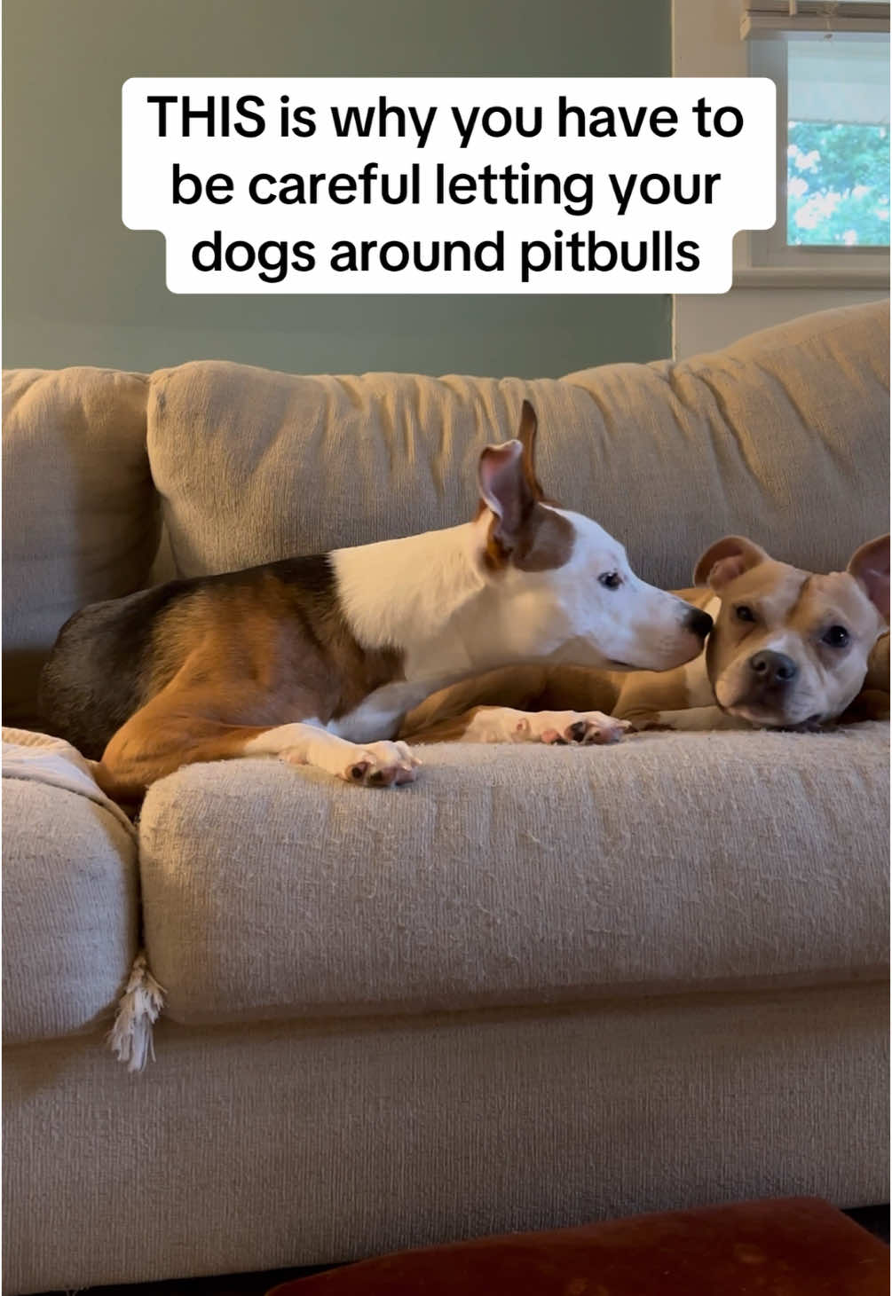 PSA!!! Very important!! #funny #satire #dogsoftiktok #pitbullsoftiktok #lovernotafighter #pitbull 