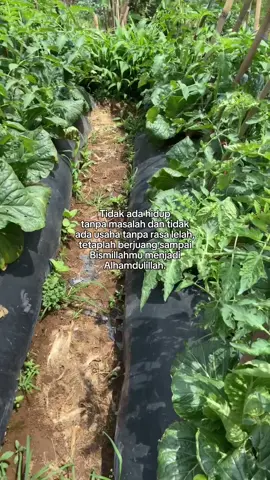 #petanimuda #petaniindonesia🇮🇩🇮🇩🇮🇩🌿🌿 #petanimilenial #foryou #fyp 