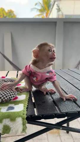 Adorable little monkey #monkeys #babymonkey #Love #monkeylife #animals #MonkeyLife #animallovers #funnyvideo #reels #monkeylove #funnyanimals #reelsfb #funny #shorts #monkey #reelsviral #thebestfunny #Monkeyreels #videosfunny #babylove 