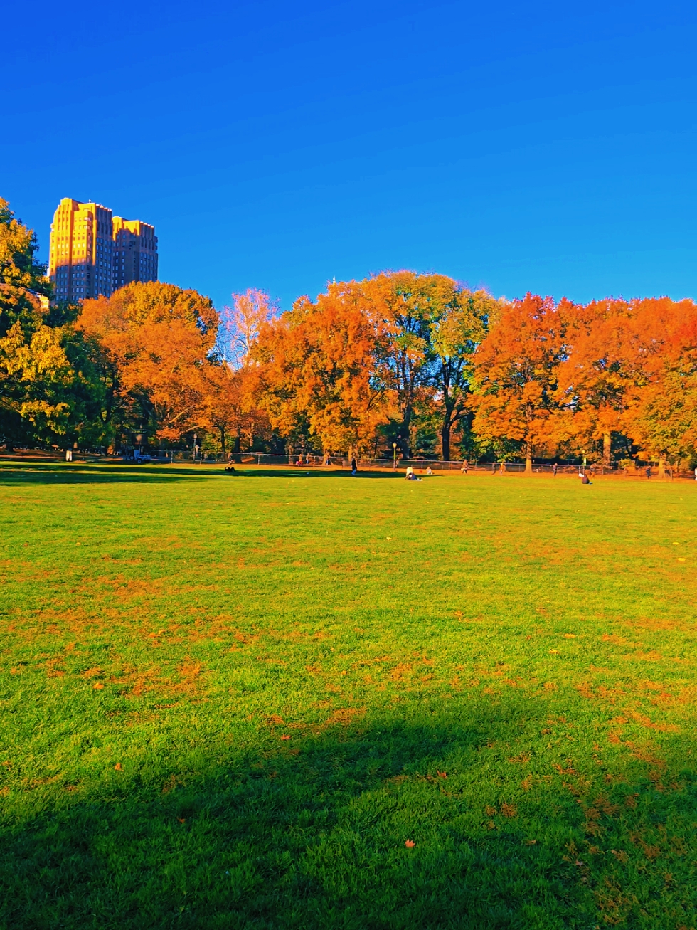 Central Park is pure magic this November! 🍁🌳 On sunny days like this, it feels like nature's golden hour. ☀️✨ Soak up the beauty, relax on the grass, and let the city’s hustle fade away. 🌆💛 If you're in NYC, don’t miss out on these vibes—it’s peak tranquility season! 😍🗽 #UrbanVoyages showing you the greener side of Manhattan 🌿 #CentralPark #NYCSunshine #FallInNYC #NatureEscape #UrbanVibes #NovemberMagic 🍂🍃 #NYCAdventures #GoldenHourGoals