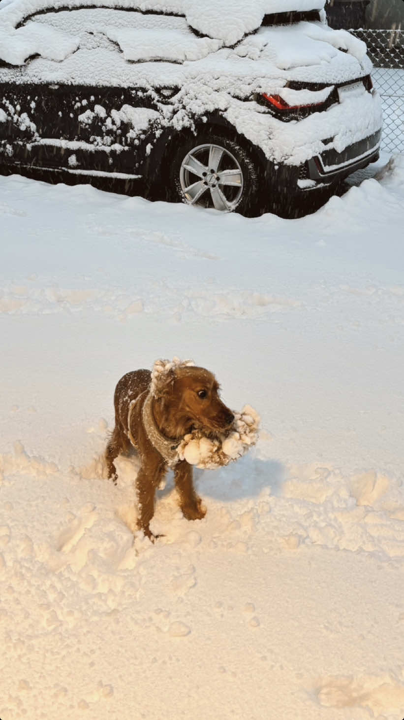 Avoir un Cocker en hiver ça donne ça..🙃 #cocker #cockerspaniel #winter #snow #funny #fyp #foryоu 