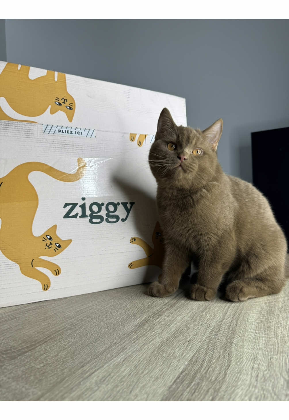 Yoshi découvre l’édition spéciale Noël de @Ziggy, merci pour cette découverte. (produits offerts).  🤎😋 #produitsofferts #collaboration #ziggy #alimentationchat #britishshorthair #britishshorthaircinnamon #britishshorthairkittens #britishshorthaircat #pourtoii #fyp #foryoupage 