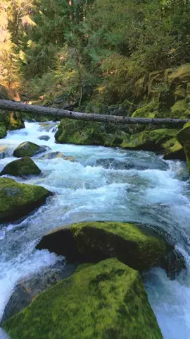 Gliding down a raging river cutting through the forest, where the untamed power of nature meets the serenity of towering trees 😍 #nature #Outdoors #cinematic #calm #river 