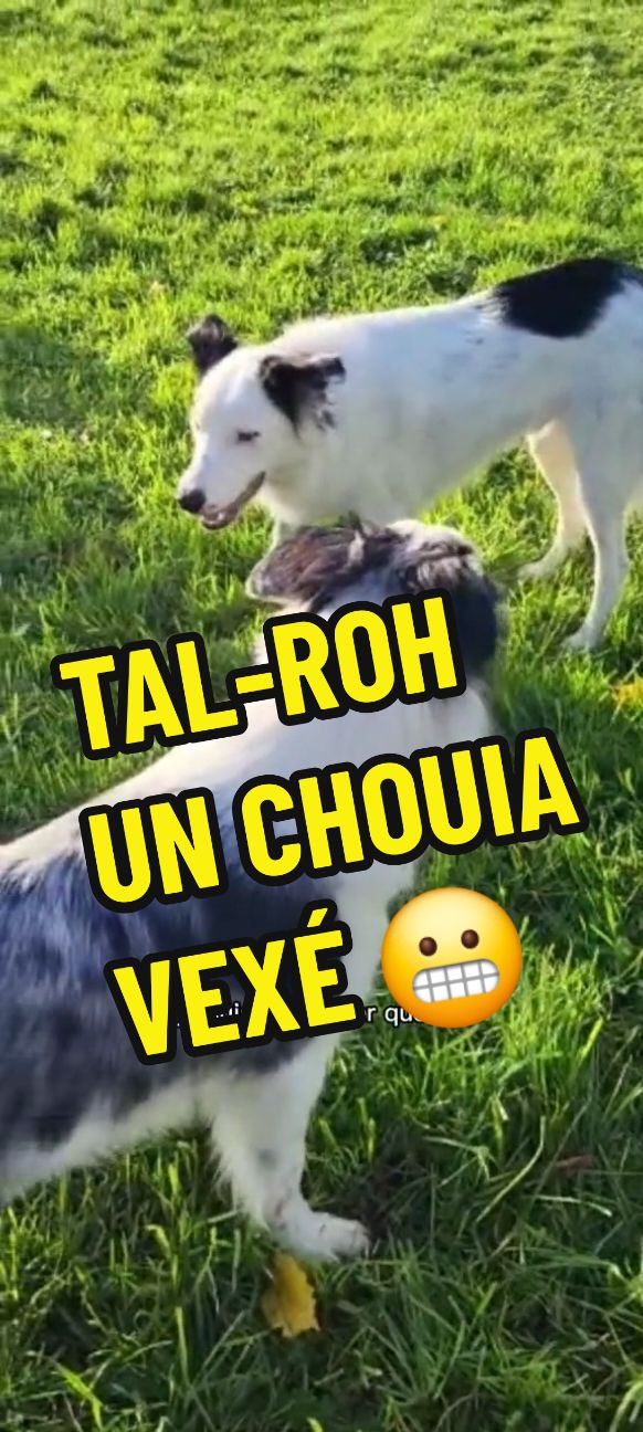 SOUVENIR TAL-ROH UN CHOUIA VEXÉ...😬 #chiendrole #doublageanimaux #animauxquiparlent #chienquiparle #kalel #lesduponts #clochetteandcie #cejour-là 