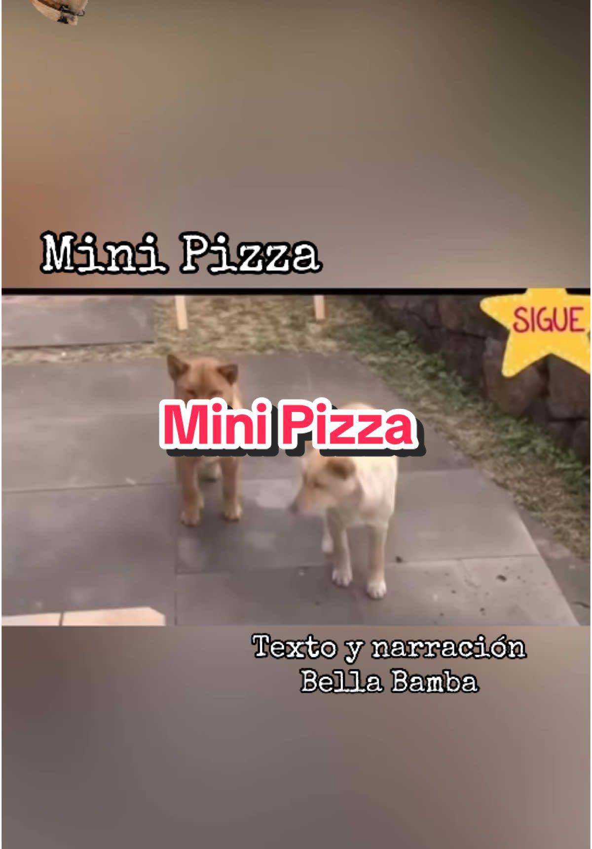 Mini Pizza #historiasdeanimales #bellabamba #historiasdeperros #perros 