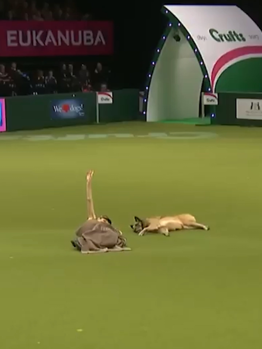 From the Archive 😍 One of the greatest displays EVER at Crufts. Come and witness more incredible moments at Crufts 2025, via the link in the bio 🎟️ #crufts #dogtok #dogsoftiktok #crufts2025 