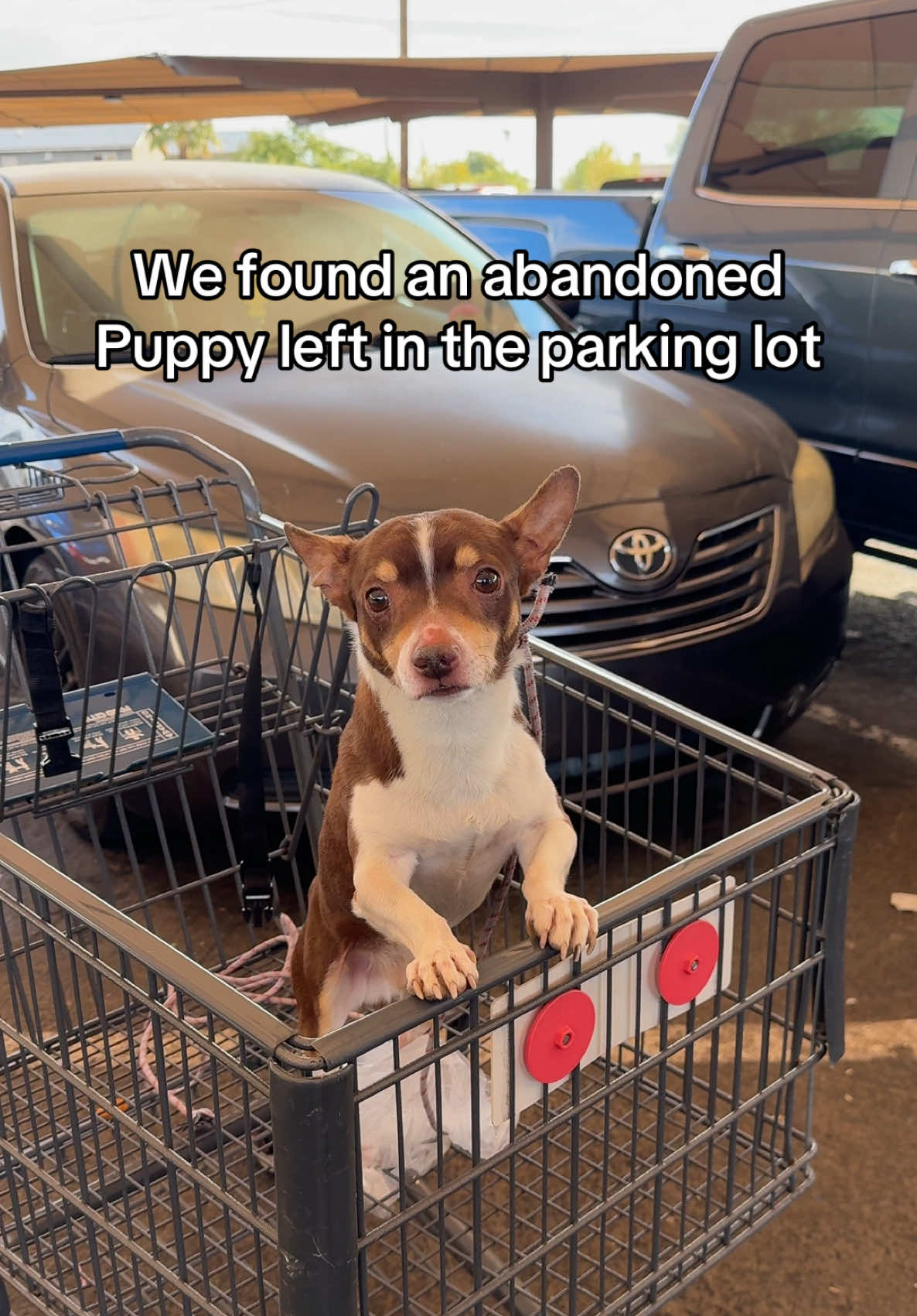 Dog abandoned at the parking lot 💔 📍 2124 E McDowell Rd       Phoenix, AZ   Found an abandoned dog in the Food City parking lot today 😞 The workers said he’d been out in the cold since before they opened. We couldn’t take him home, but we made sure he had food and gave him an old jacket from our car to keep warm. We called a local shelter to rescue him, hoping he finds a loving home soon. He was so sweet—it breaks my heart to think anyone could do this to such an innocent soul. 💔  #RescueStory #phoenix #arizona #dogsoftiktok #fyp