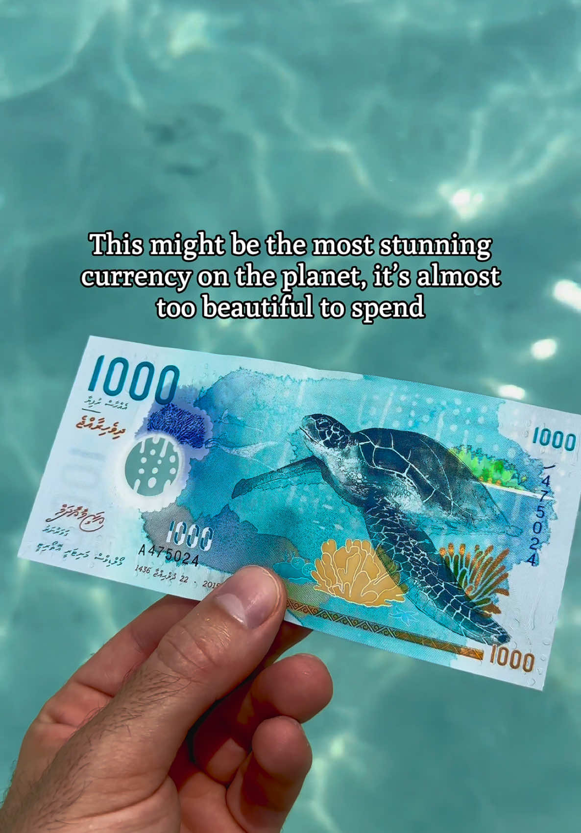 Is this the most stunning currency you’ve ever seen?🩵🐢 #traveltiktok #maldivestiktok #traveltok #currency