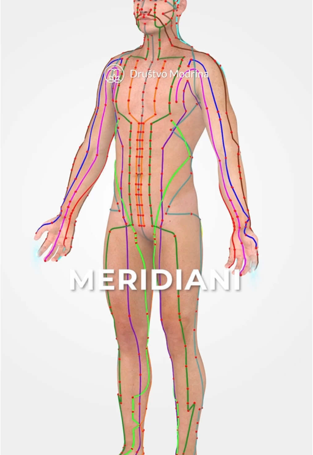 Tradicionalni meridiani so del TKM, saj predstavljajo mrežo energetskih poti, po katerih teče življenjska energija Qi. 🧬 Imamo dvanajst parnih meridianov, ki so povezani z notranjimi organi (Zang-Fu organi). Vsak organ ima svoj meridian, ki poteka po določenih poteh skozi telo in je povezan z določenimi fiziološkimi funkcijami. 🪢 Imamo pa tudi osem ekstra meridianov, kateri pa nimajo neposredne povezave z notranjimi organi, vendar imajo pomembno vlogo pri skladiščenju in distribuciji energije po telesu ter pri uravnavanju glavnih meridianov. ⛓ Več na našem IG profilu. 🆙 #celoletnasolatuinamasaze #tuinamasaza #meridiani #part3 #tradicionalnakitajskamedicina #drustvomodrina #tkm #foryo #foryoupage 