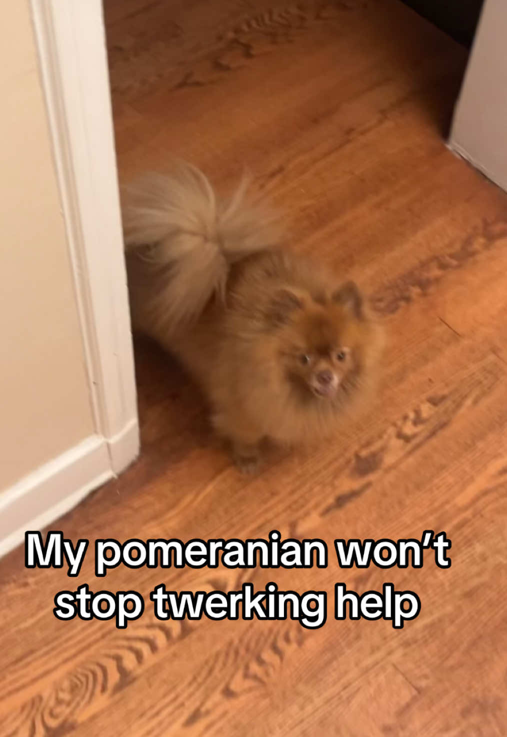 is this normal? #fyp #silly #relatable #pomeranian #twerk #dog 