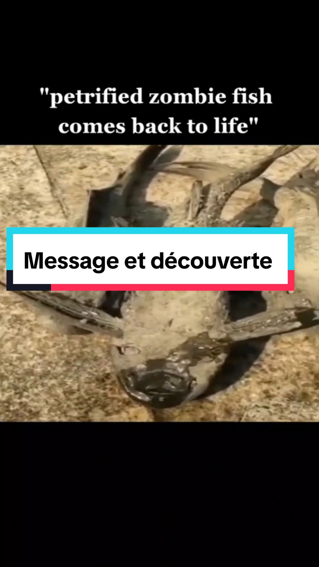 Un poisson inconnu et un message très important à la fin. #astuce #pourtoi #fyp #poisson @AgroLab_spam @Médecin Conscient ❄️🧠 @🅲🅾🅼🅿🆃🅰🅱🅻🅴 du peuple @Called Maryam☀️ @Mariame Gueye @eauzone 