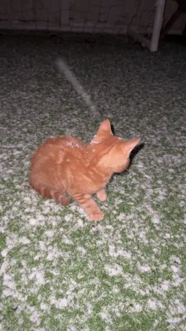 Misos first time experiencing snow🥲 #fyp #cattok #kitty #foryou #orangecat #orangecatsoftiktok #fy #itsmisothegingercat #kitten #snow #catsinsnow 