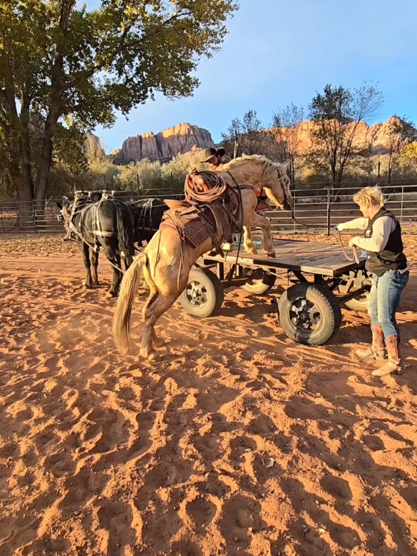 Would you take your horse on a wagon ride? #horsesoftiktok #horses #horse #cowboy #fyp 