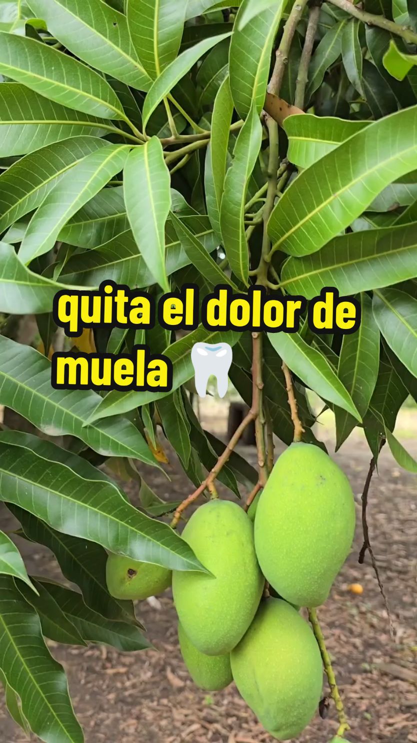 las hojas de mango son muy buenas para el dolor de dientes #dolordediente #dolordemuela #medicina #plantasmedicinales #salud #tips 