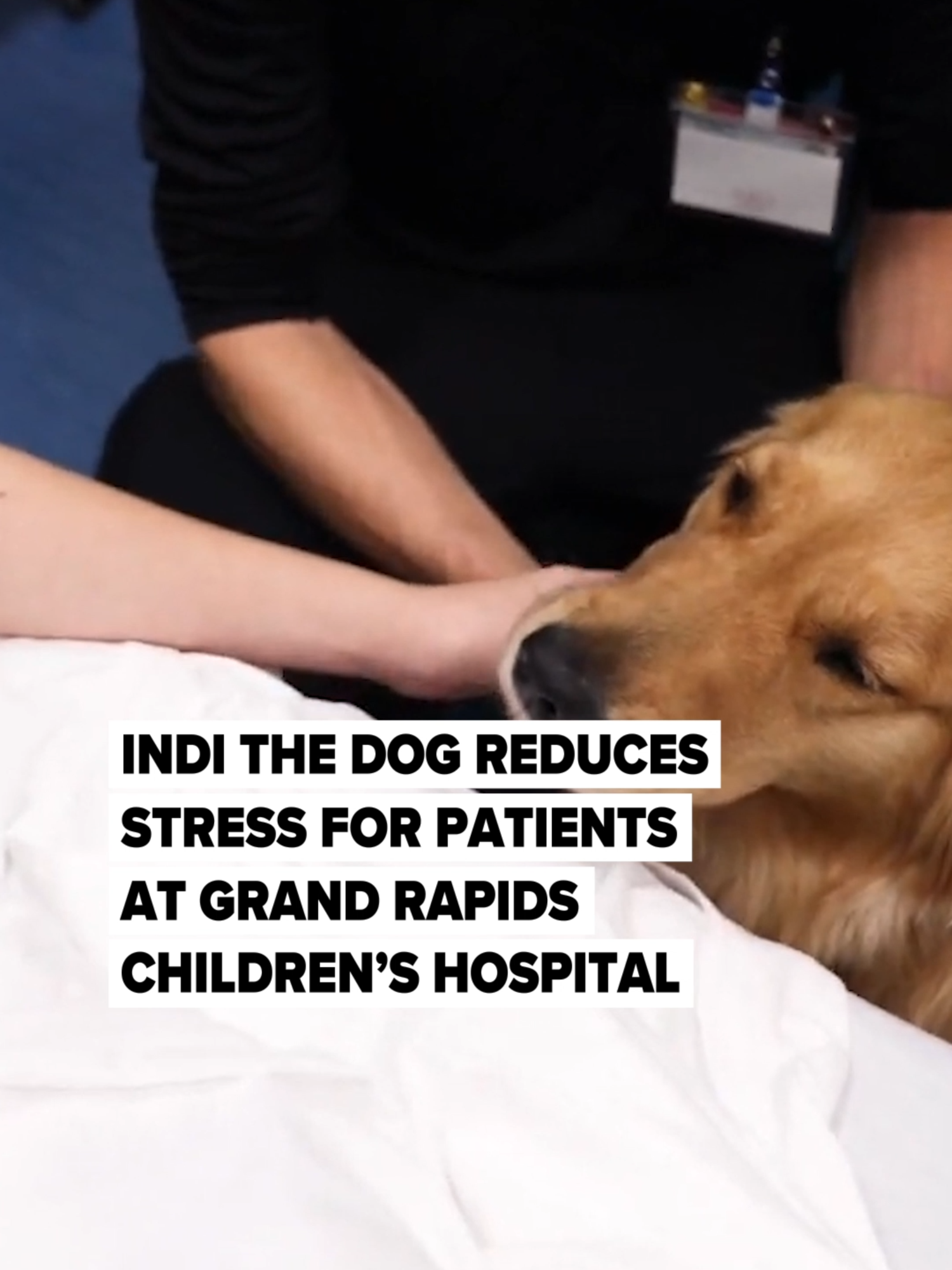 Meet Indi, the newest team member at Helen DeVos Children’s Hospital in Grand Rapids. This two-year-old golden retriever aims to make clinical environments feel less stressful for patients. For 40 hours a week, Indi will be there to offer comfort and support during procedures and imaging, helping patients feel at ease. 🎥: Video provided by Corewell Health #therapydog #childrenshospital