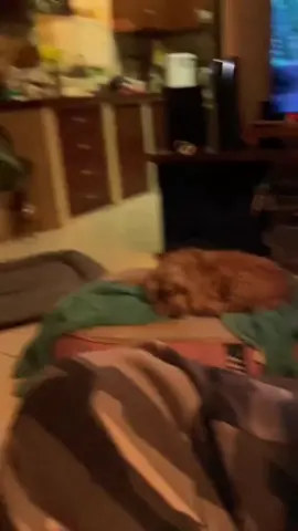 en su sección adoptado pero a qué costo tenemos este gordo arrepintiendose. #perro #perros #fail #consejos #dog #animalsoftiktok #videoviral #animal #reelsvideo #reels #reel #reels__tiktok #viral_video #viralvideos 