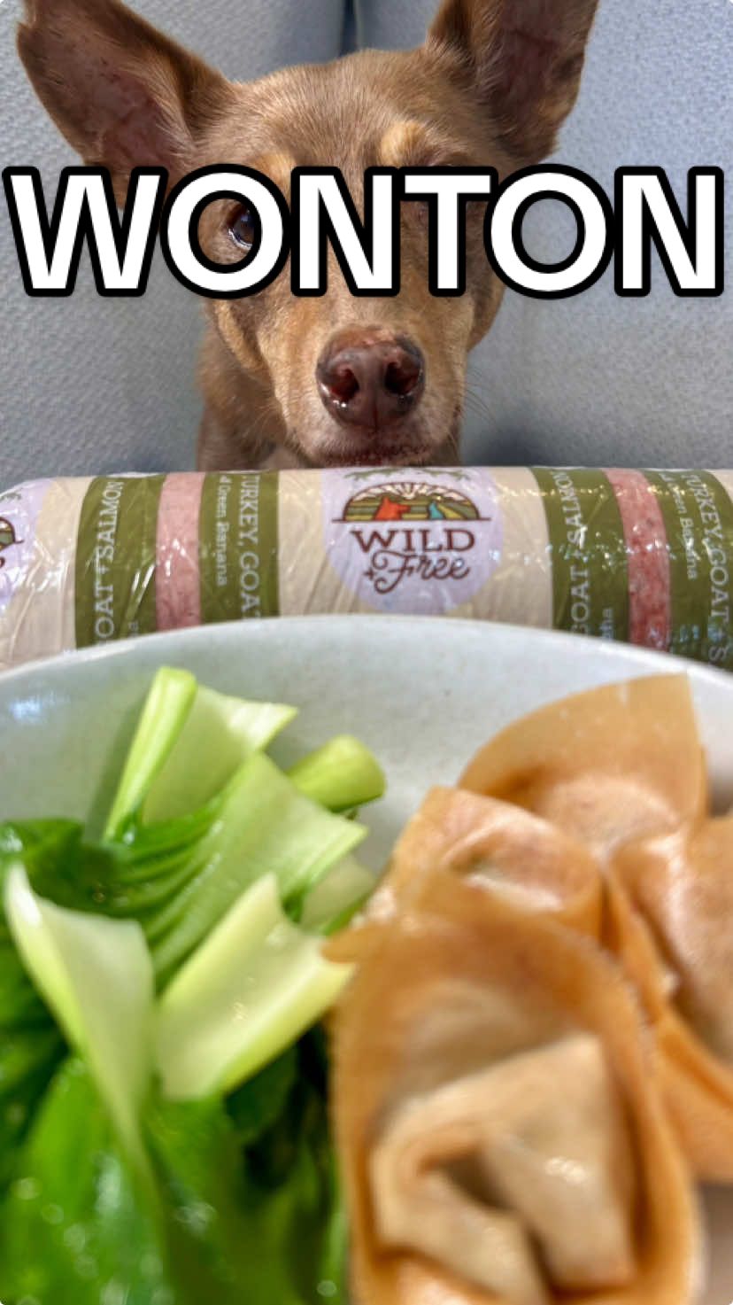 Wonton Soup Better Than Takeout 🍜 @Big Dog Pet Foods  #bigdogpetfoodspartner #asmr #Recipe #wonton #soup #guthealth #meat 