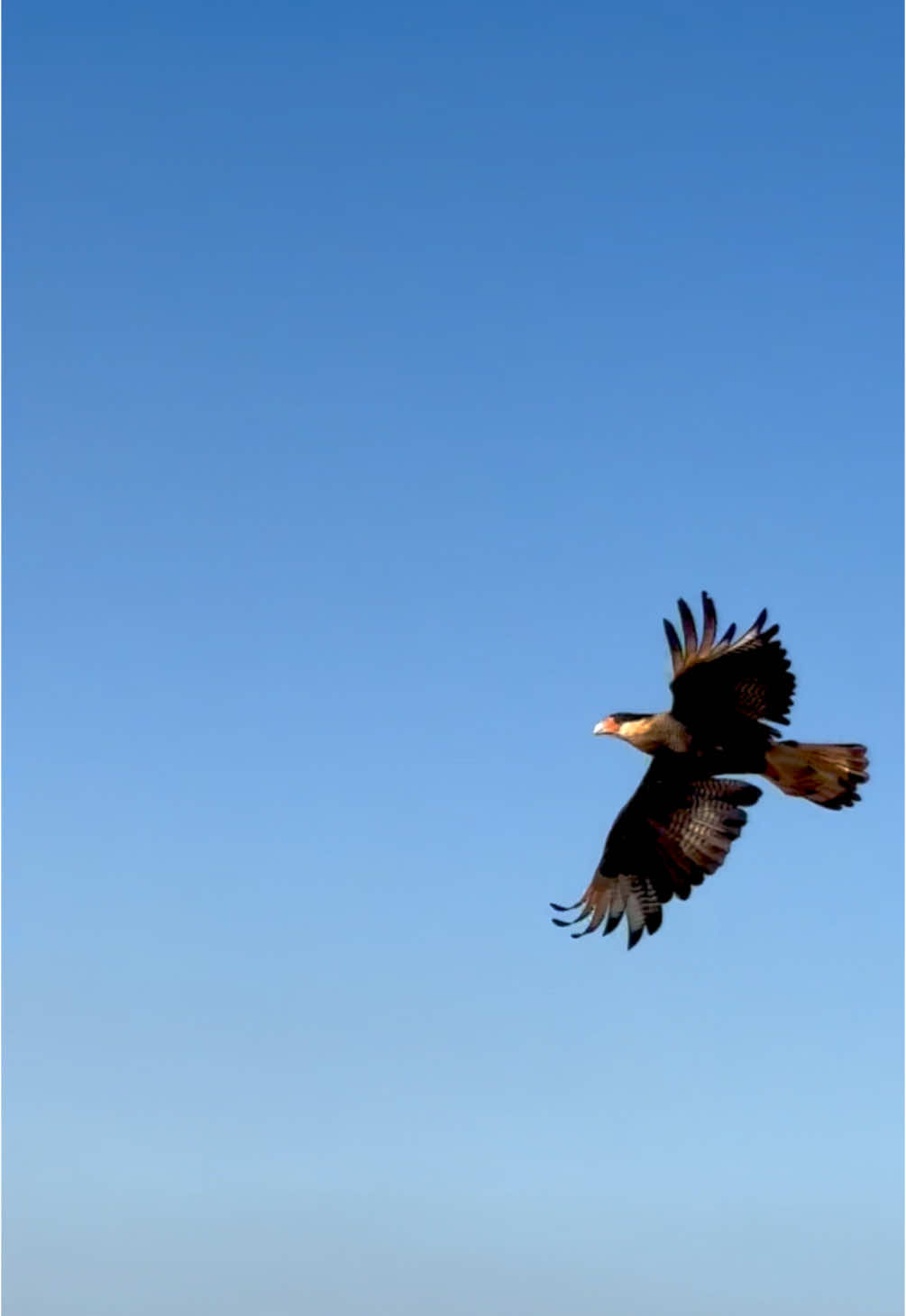 O tal do Carcará 🦅  #aves #brasil #fyp 