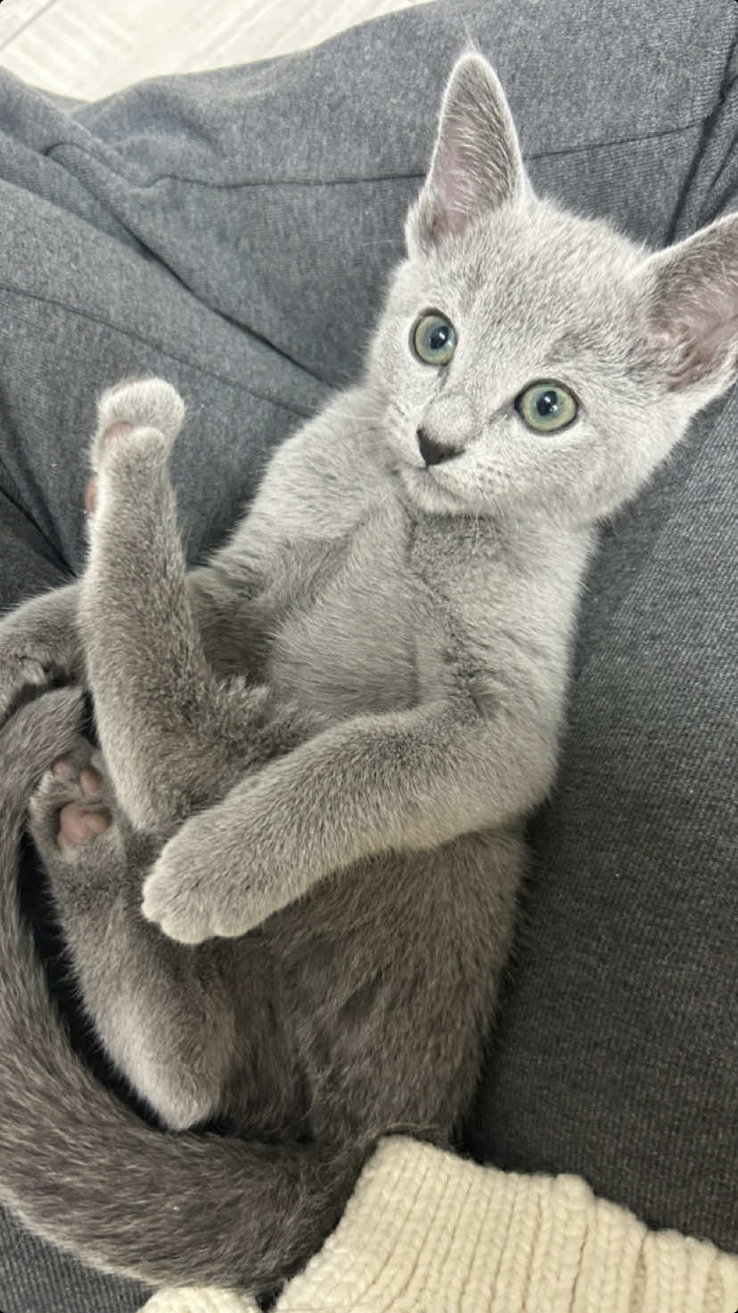 So this is love..🥰🥹 #almado #russianblue #catsoftiktok #kittycat #kittensoftiktok #cattok #russischblaukatze #greeneyes 