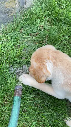 I was on my phone while Sweet Bailey proceeed to get drenched! Whoops!😂💛🥰#focused #payattention #yellowlabsoftiktok #puppy #lab #labpuppy #playtime 