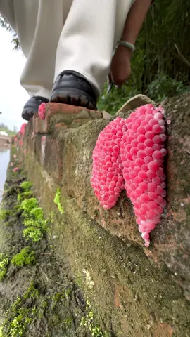 Apple snail eggs, easily recognizable by their bright pink or orange color, are laid in clusters above the waterline on plants and other structures. These eggs belong to various species of apple snails, aquatic mollusks that are often found in freshwater habitats. Originating from South America, these snails have been introduced into various ecosystems around the world, sometimes as part of the aquarium trade or for aquatic weed control. The introduction of apple snails into non-native environments can have significant ecological impacts. Their eggs hatch into voracious juveniles that grow quickly and consume vast amounts of vegetation. In ecosystems where they are invasive, apple snails can cause severe damage to aquatic plants, reducing biodiversity and altering habitats. This can lead to negative consequences for other species dependent on these plants for food and shelter, disrupting the entire aquatic food web. Moreover, the robustness of apple snail eggs contributes to the challenge of controlling their populations. The eggs have a unique calcium carbonate layer which protects them from desiccation and makes manual removal difficult. This protective layer ensures high survival rates, facilitating the rapid expansion of their populations in favorable conditions. In summary, while apple snails and their eggs can play a role in their native ecosystems, their presence in non-native areas is often problematic, leading to significant ecological disruptions and challenges in management and control. Crushing apple snail eggs is like crushing chicken eggs. It's not animal abuse because the eggs are not animals. #AppleSnails #InvasiveSpecies #EcosystemDamage #AquaticPlants #BiodiversityLoss #EnvironmentalImpact #NatureConservation #AquaticInvasives #HabitatDisruption #WildlifeProtection #AppleSnailInvasion #EcoWarrior #SnailProblem #NatureAlert #SaveOurWaters #EcoCrisis #InvasiveAlert #ConservationTok #WildlifeRescue #EcoTips #SnailEggCrush #StopInvasives #EcoControl #InvasiveSpeciesFight #CrushInvasion #NatureDefense #HabitatProtectors #EggBusting #EcosystemWarriors #InvasiveCrunch #ASMRNature #CrushingASMR #EggCrushASMR #SatisfyingCrunch #NatureASMR #EcoASMR #InvasiveASMR #RelaxingCrush #ASMRCommunity #soothingsounds #fyp #foryou #foryoupage #satisfying #satisfyingvideo #relax #relaxing #relaxingvideos #interesting #entertaining #invasivespecies #applesnail #applesnaileggs #snaileggs #snaileggcrushing #eggs #asmr #asmrvideo #asmrsounds #asmrtiktoks #asmrsound #asmrtiktok #nature #crush #crushing #crushingasmr #crunchy #crunchysounds #crunchyasmr #notanimalabuse #1minuteasmr #asmr1minute  